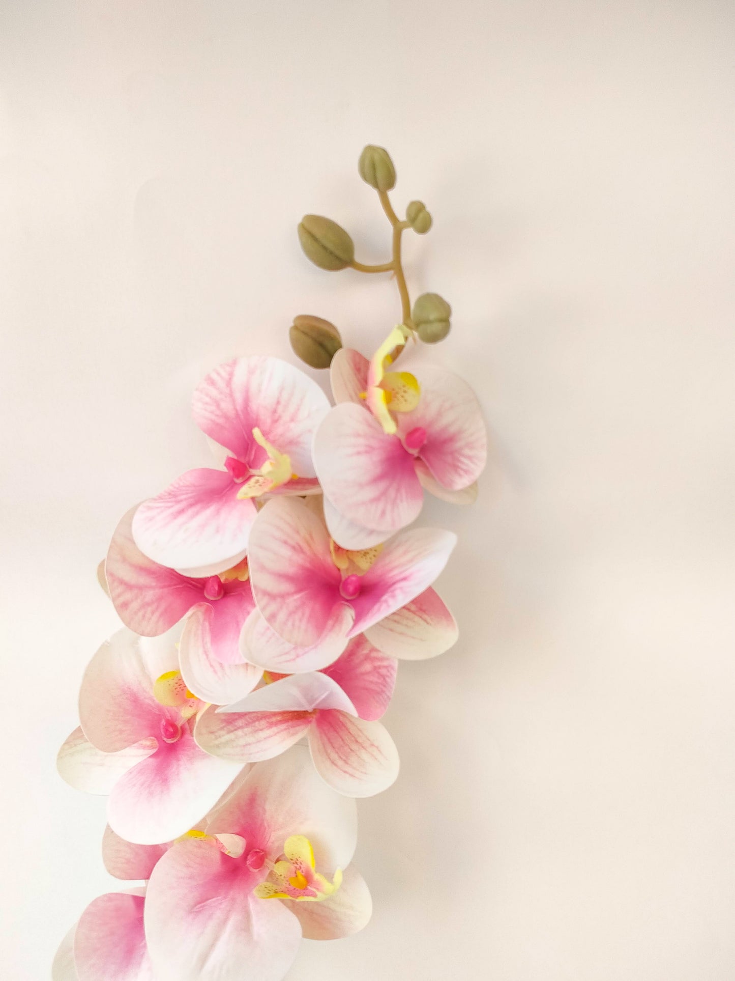 Orchid flowers stem-3 colors