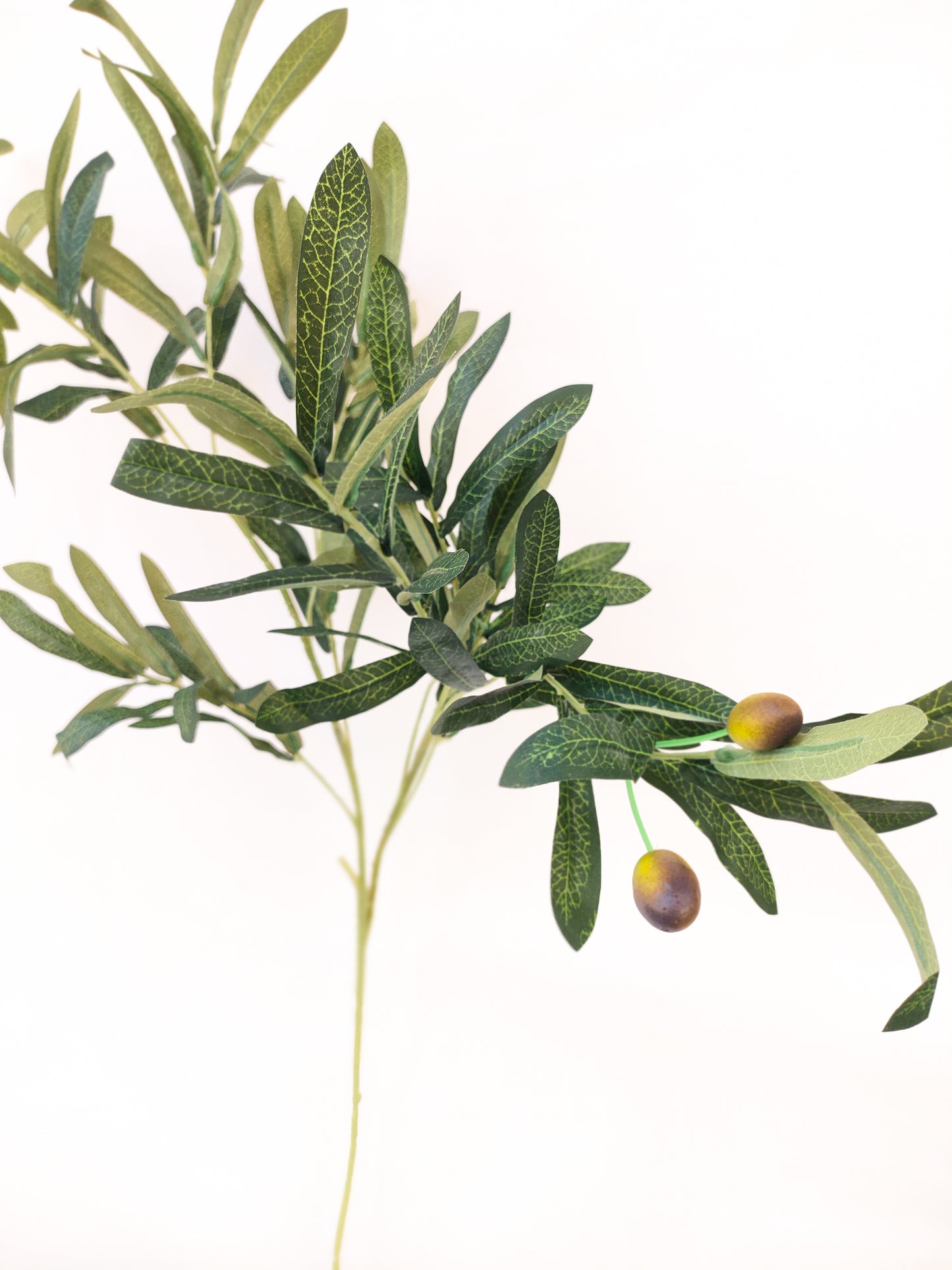 Olive Branch.