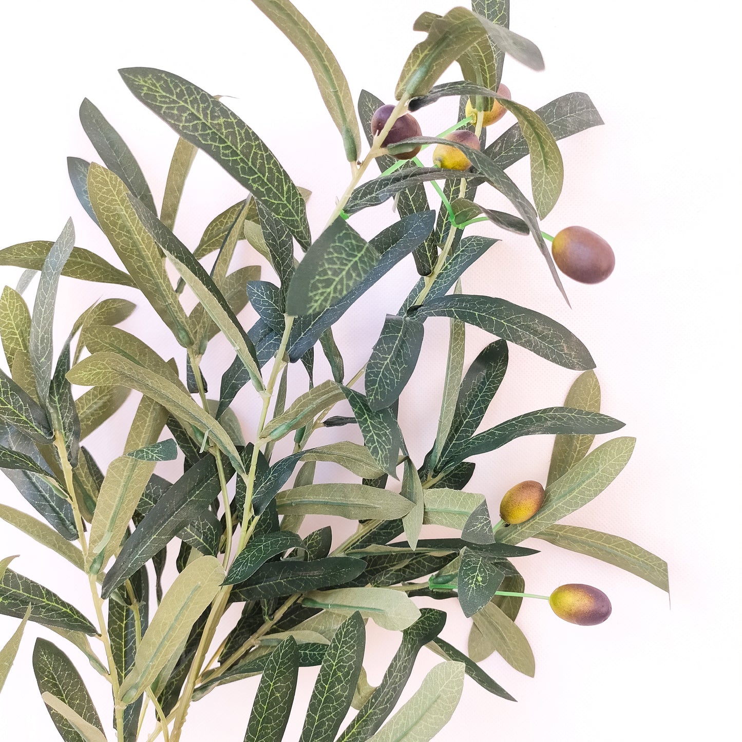 Olive Branch.
