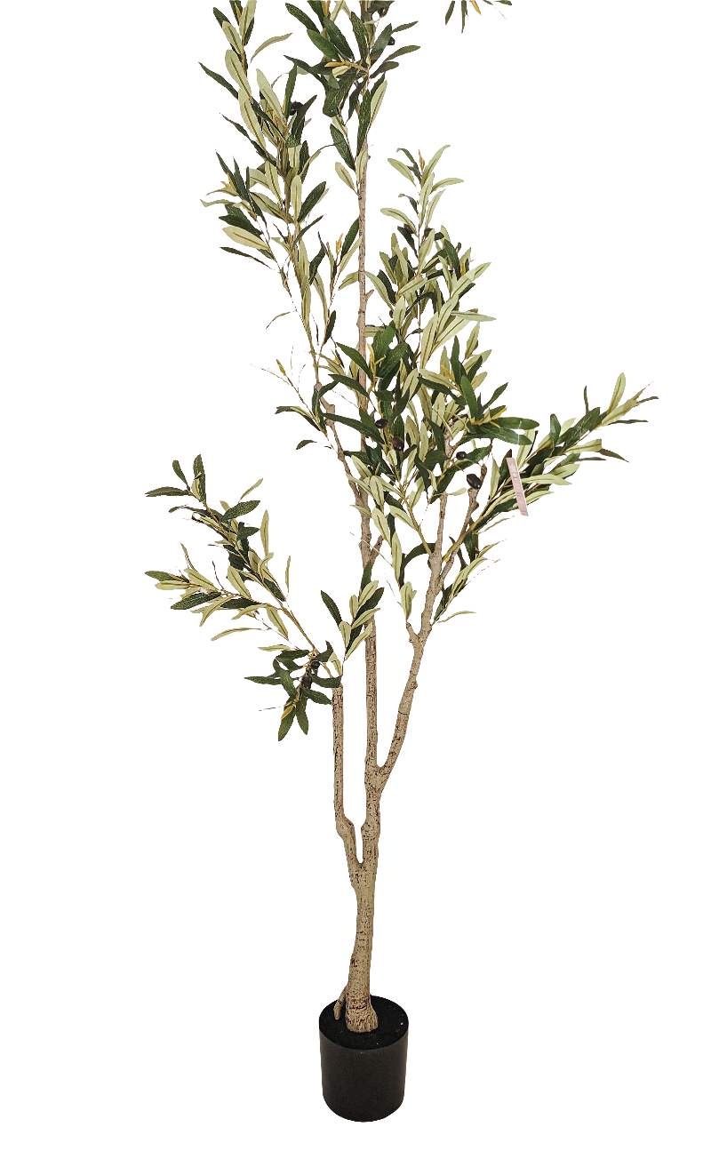 Olive -Tree