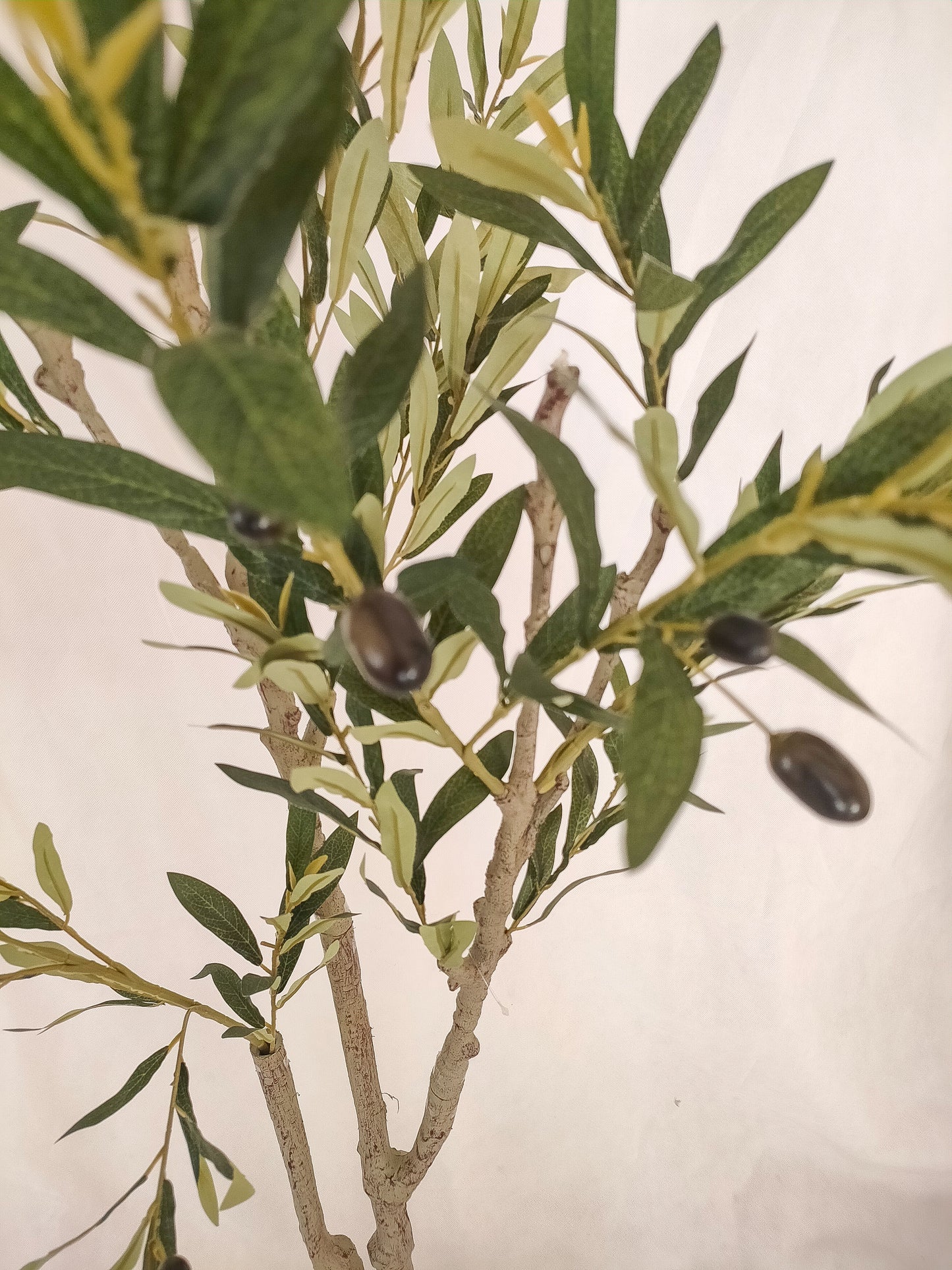 Olive -Tree