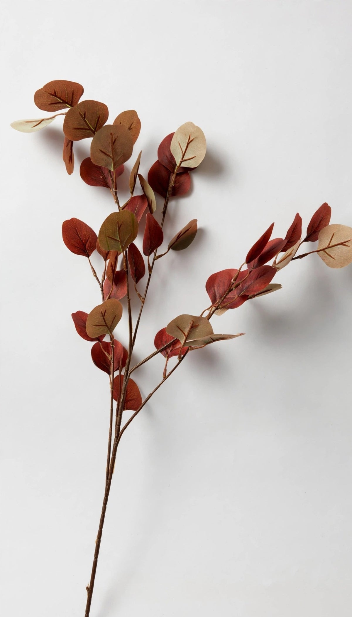 Eucalyptus