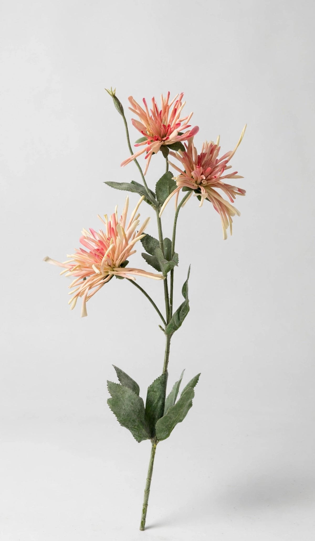 Clove Fall Branch