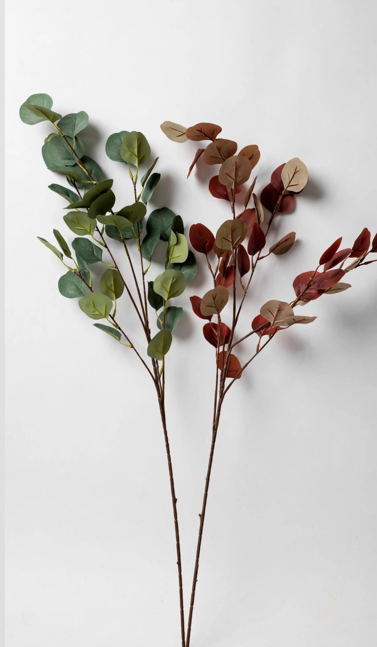 Eucalyptus