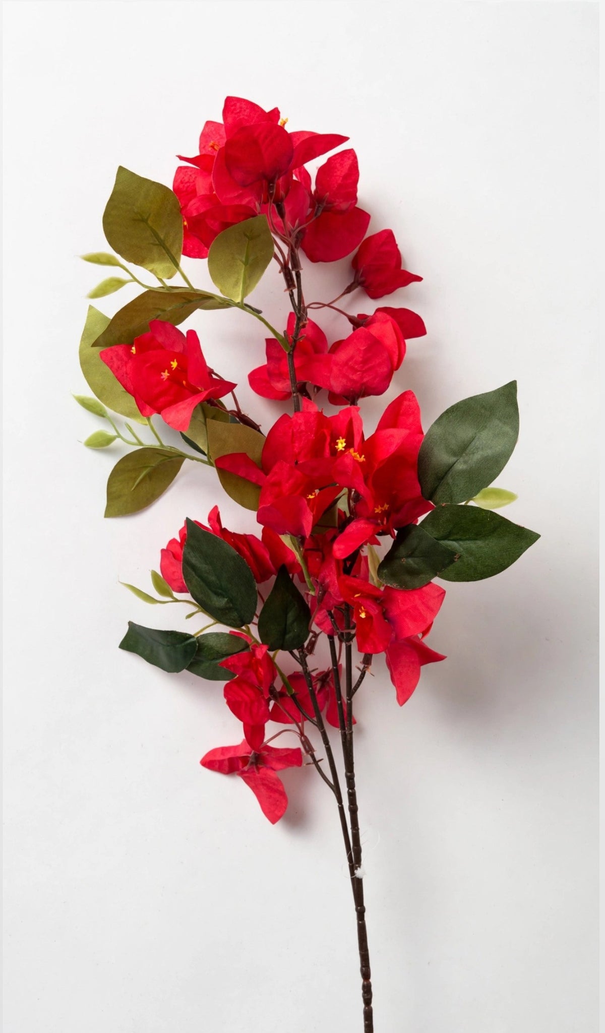 Bougainvillea branch