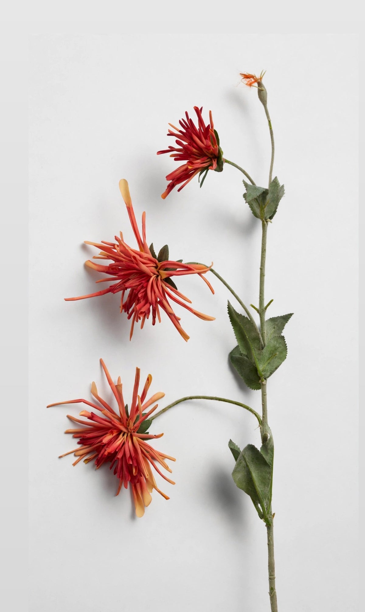 Clove Fall Branch