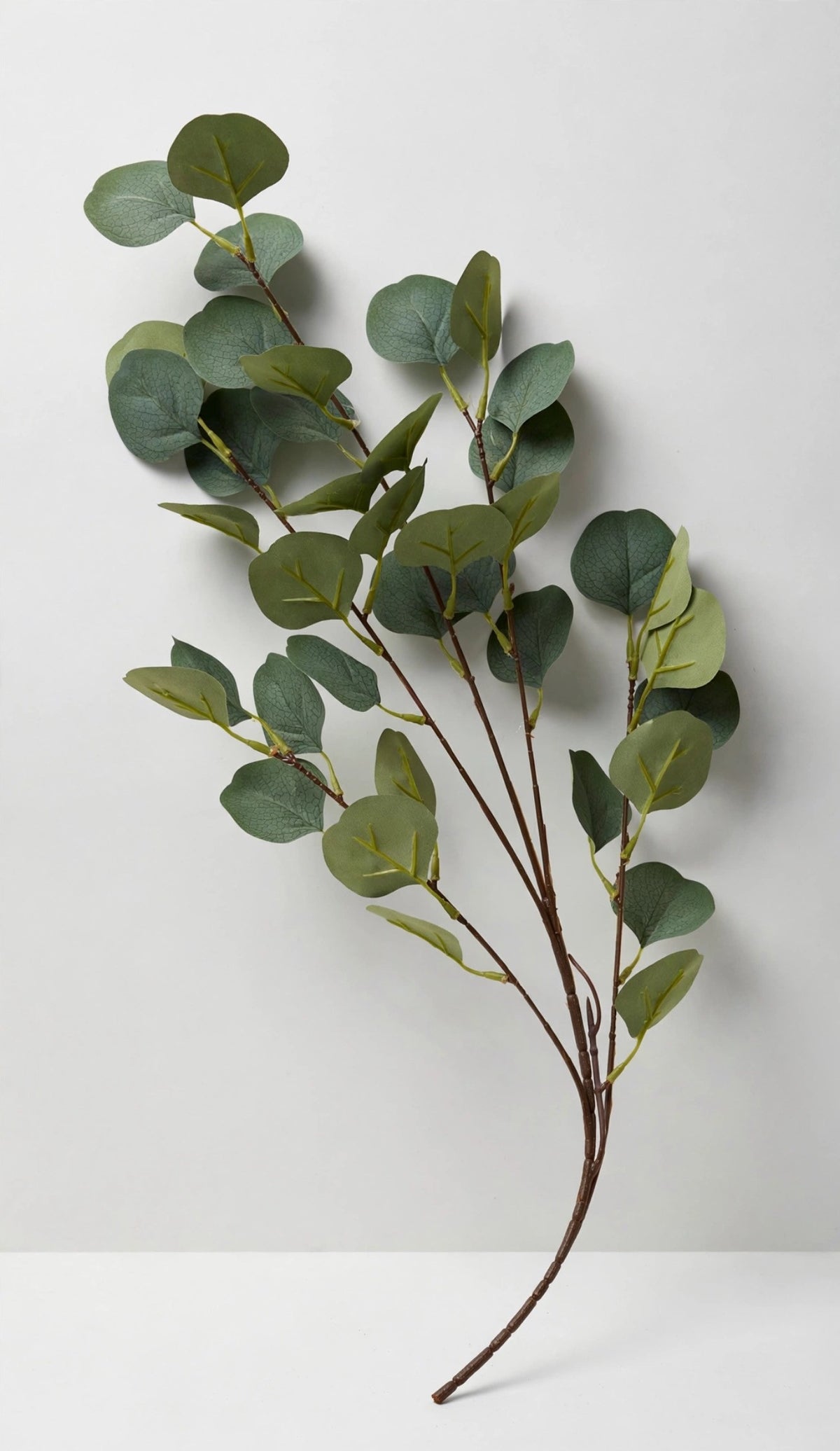 Eucalyptus