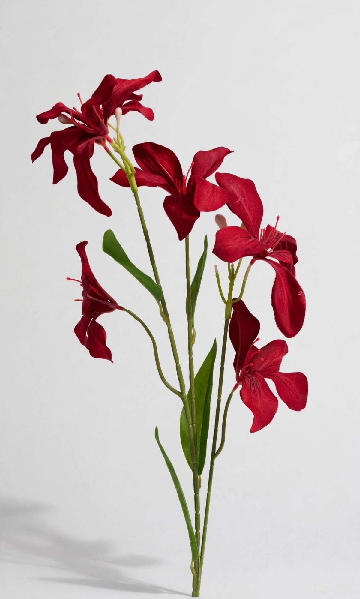 Butterfly Flower Branch