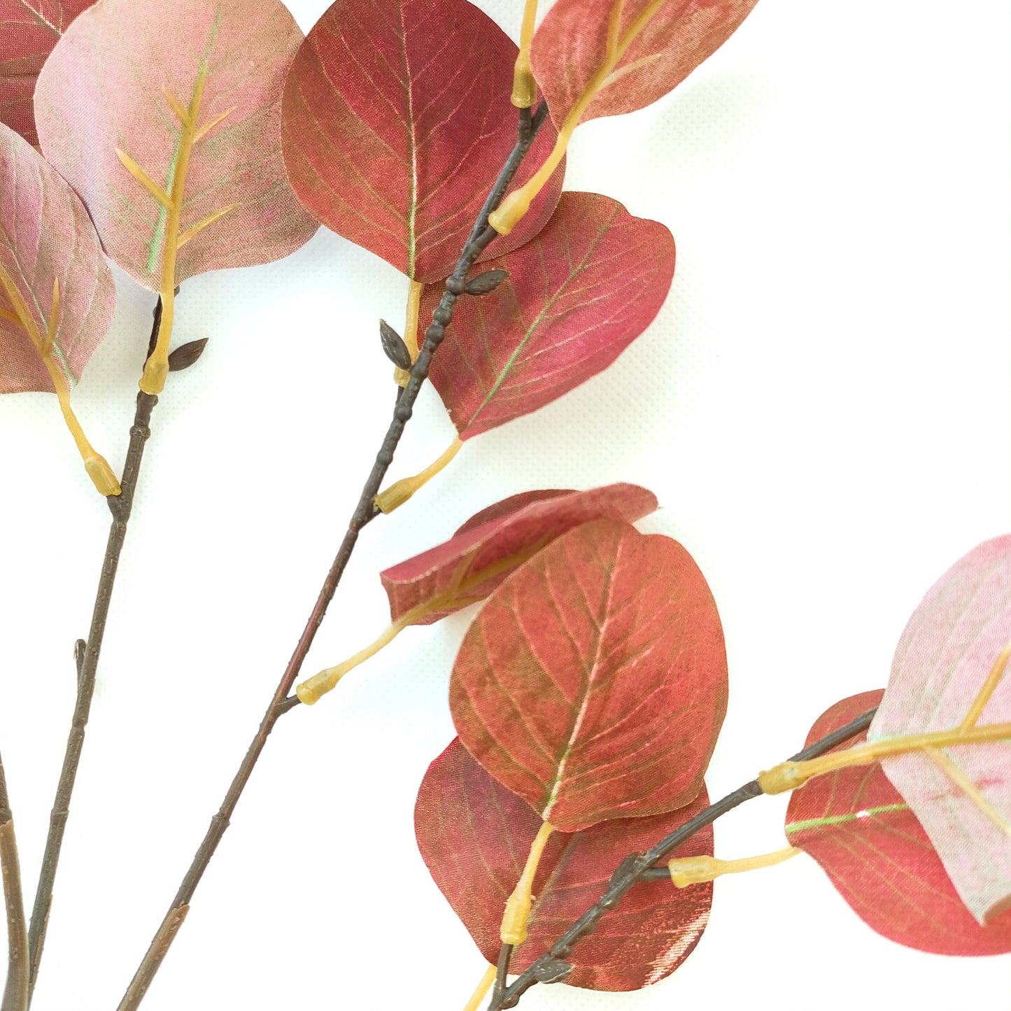 Reddish/Green/Blue  Branch