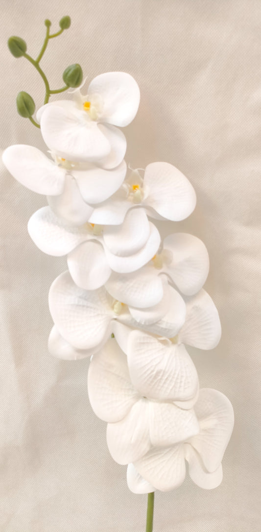 Orchid flowers stem-3 colors
