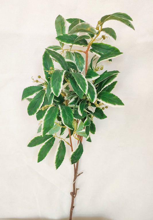 Greenery - camphora leaves