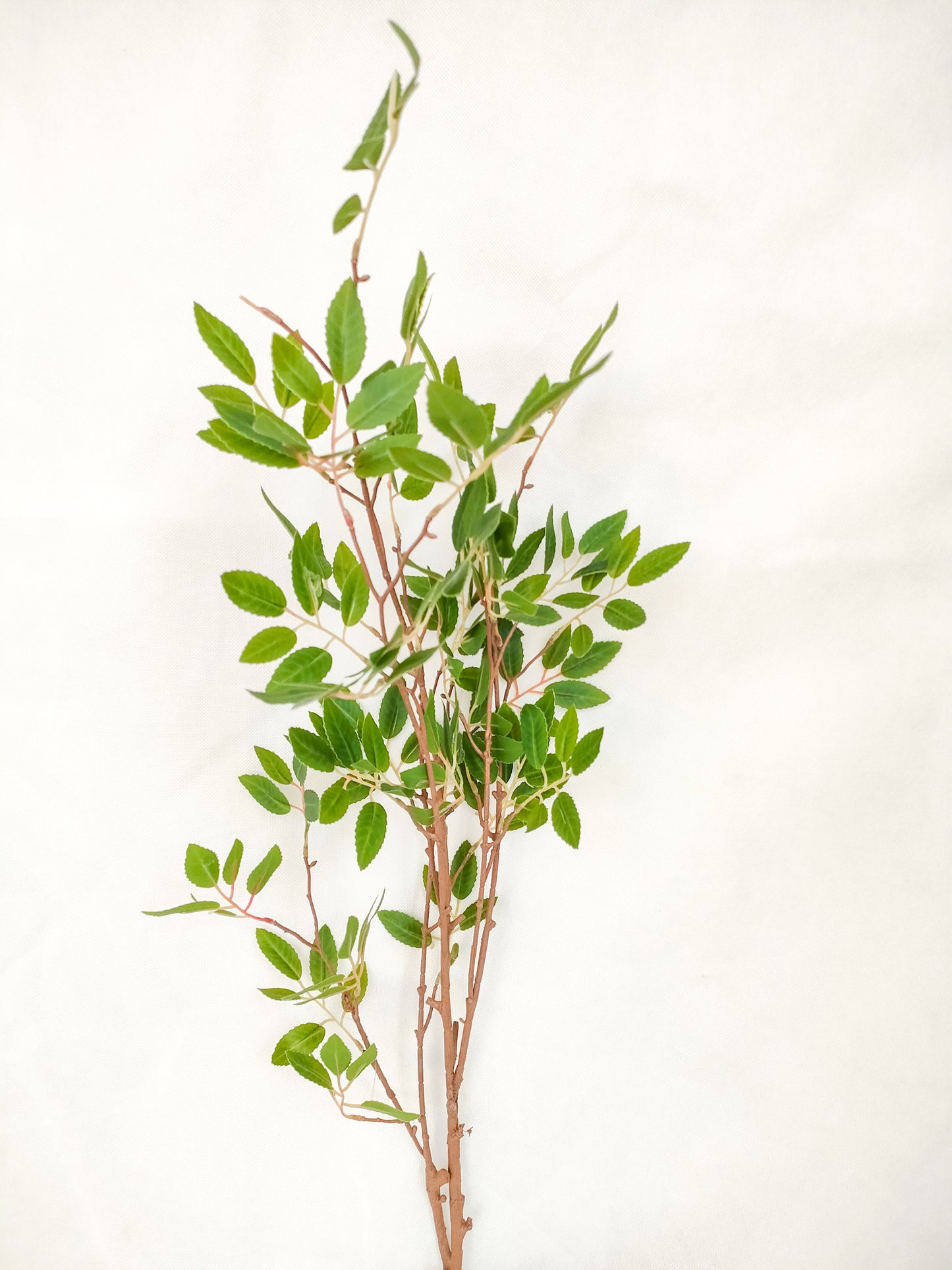 Brown & Green leaves