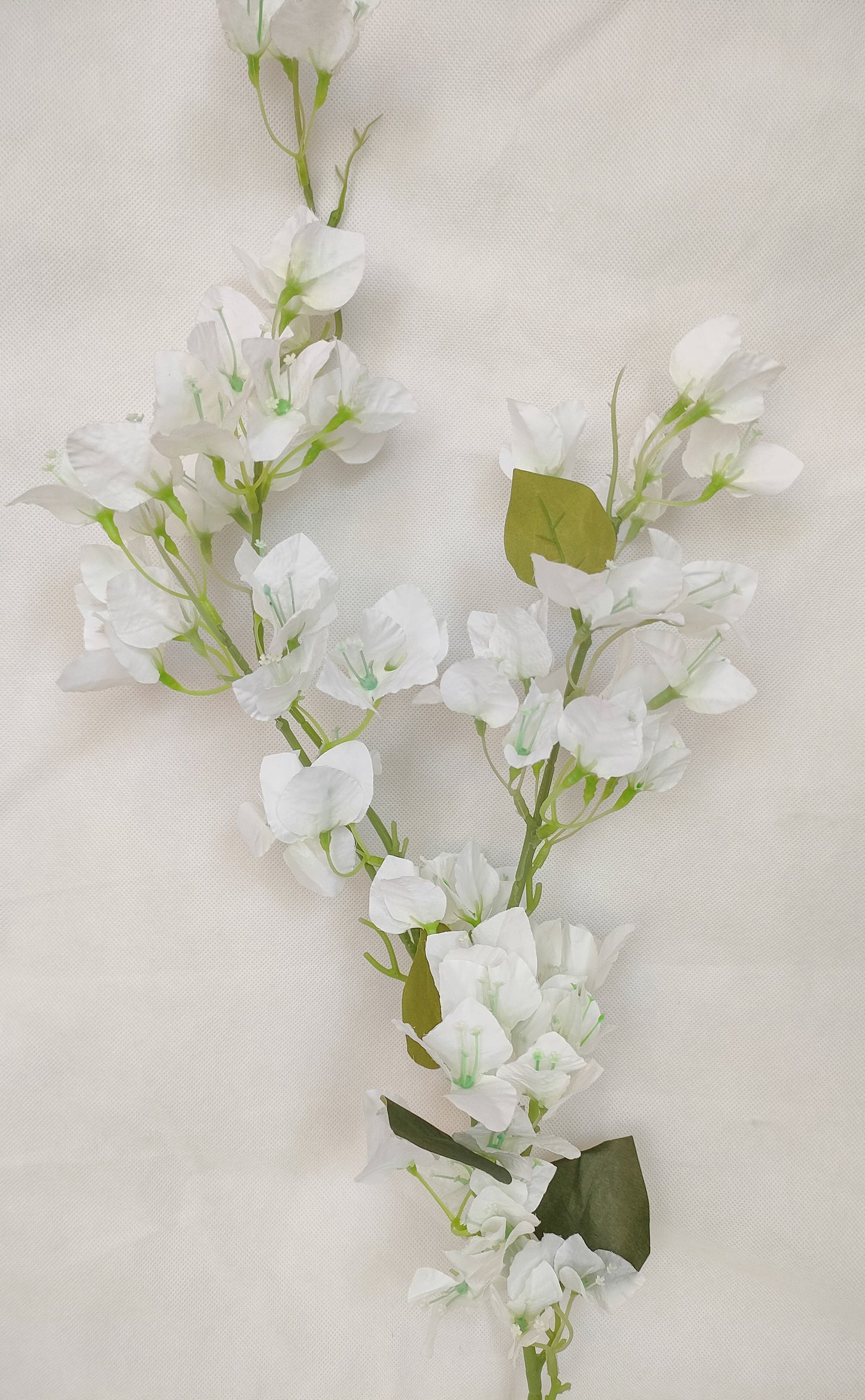 Bougainvillea- 3 colors-ورده الجهنميه