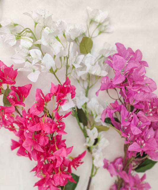 Bougainvillea- 3 colors-ورده الجهنميه