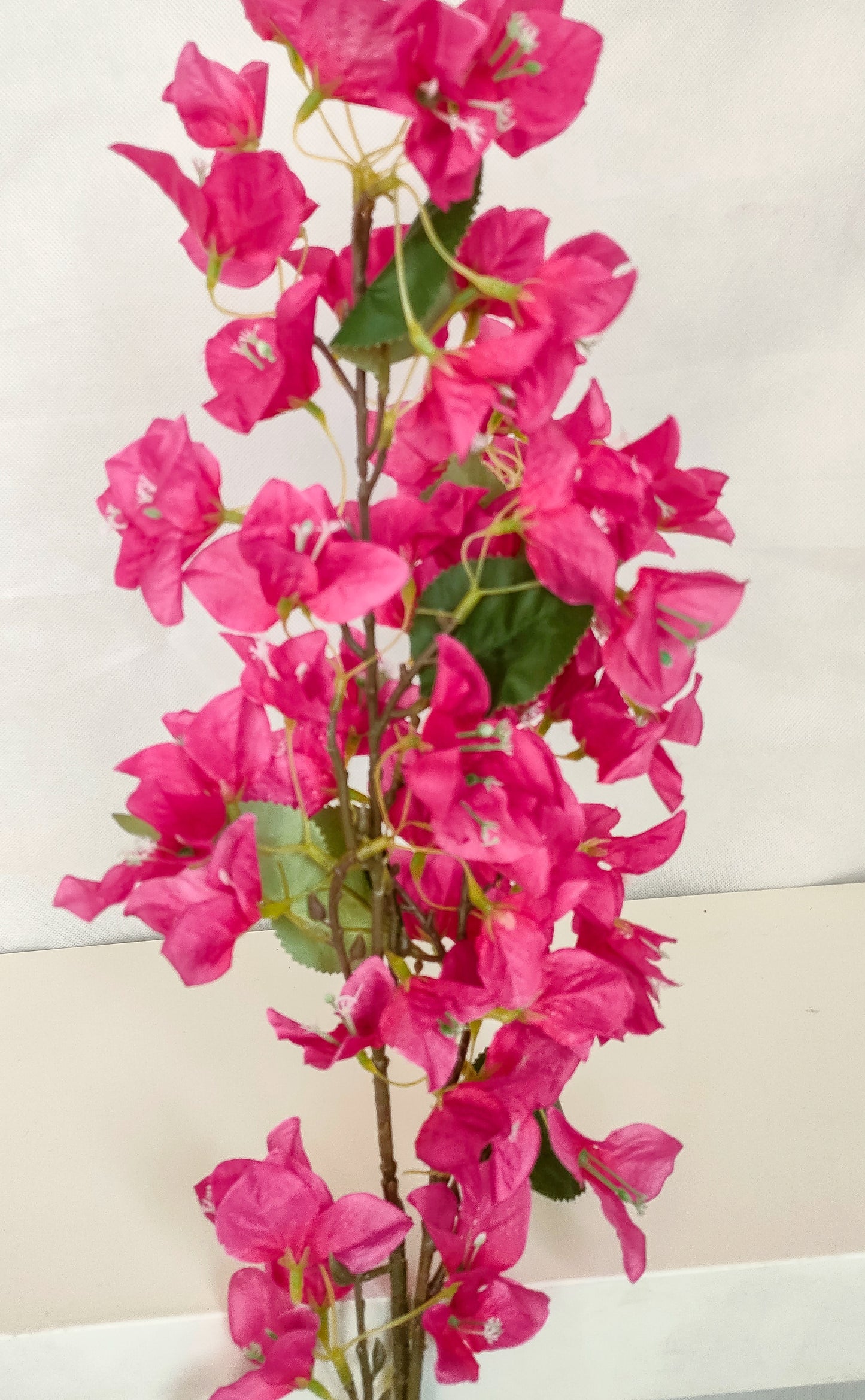 Bougainvillea- 3 colors-ورده الجهنميه