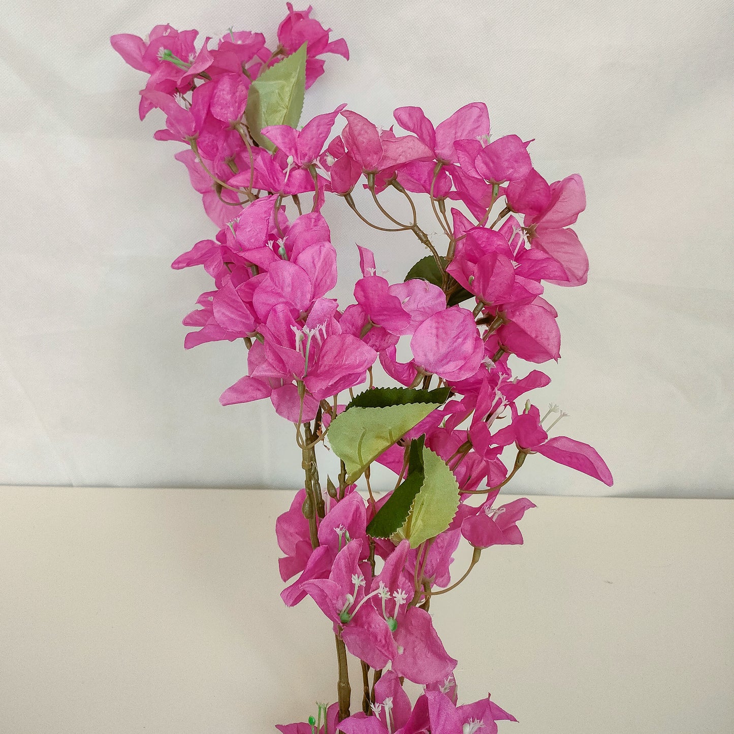 Bougainvillea- 3 colors-ورده الجهنميه