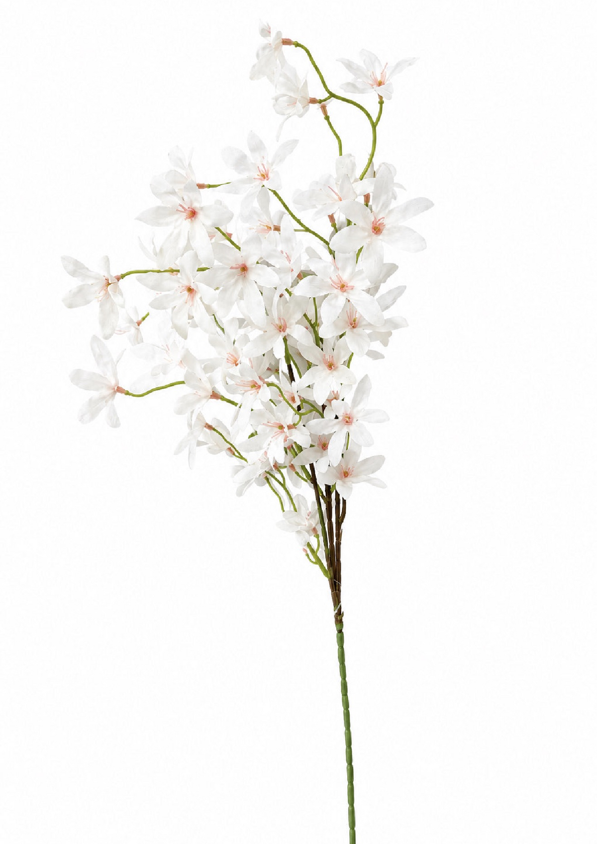 Jasmine Branch