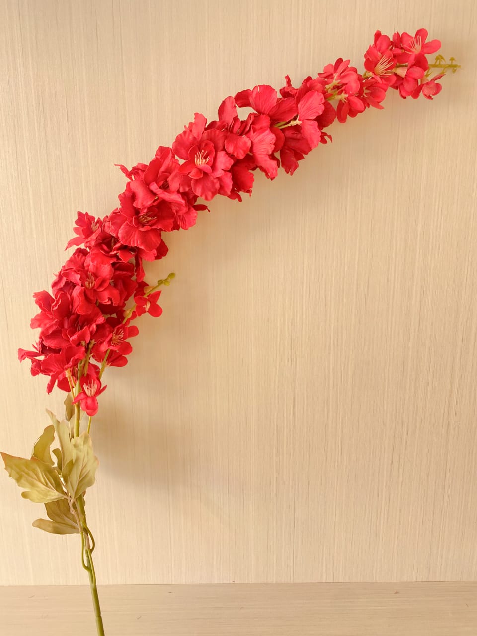 Long Gladiolus burgandy stem