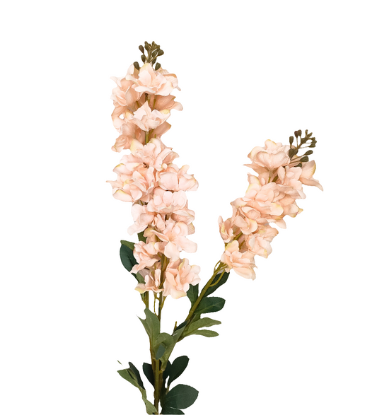 Gladiolus pink flower stem