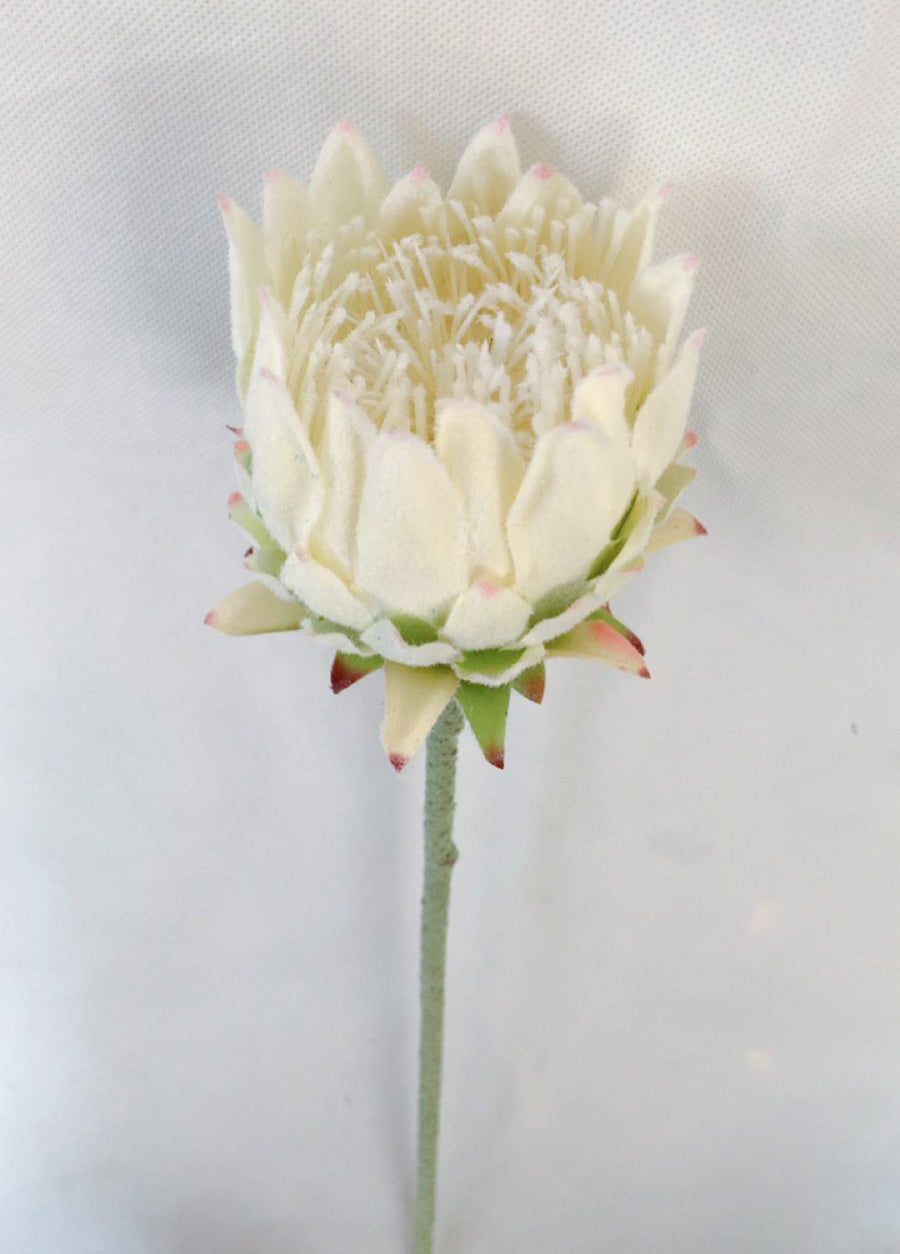 Artichoke rose - Colors
