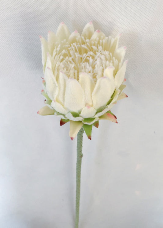 Artichoke rose - Colors