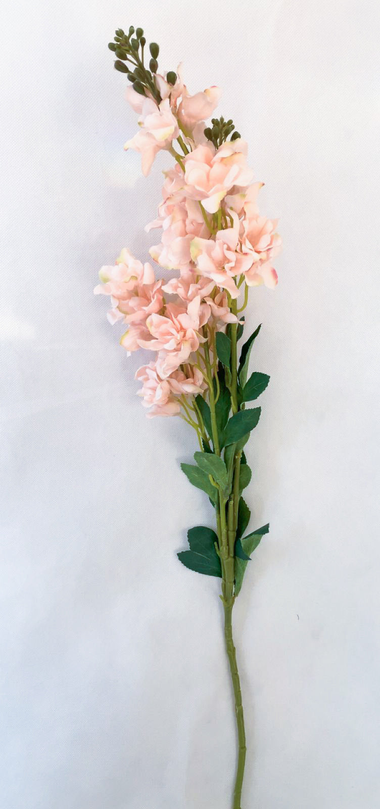 Gladiolus flower stem - 2 Shades