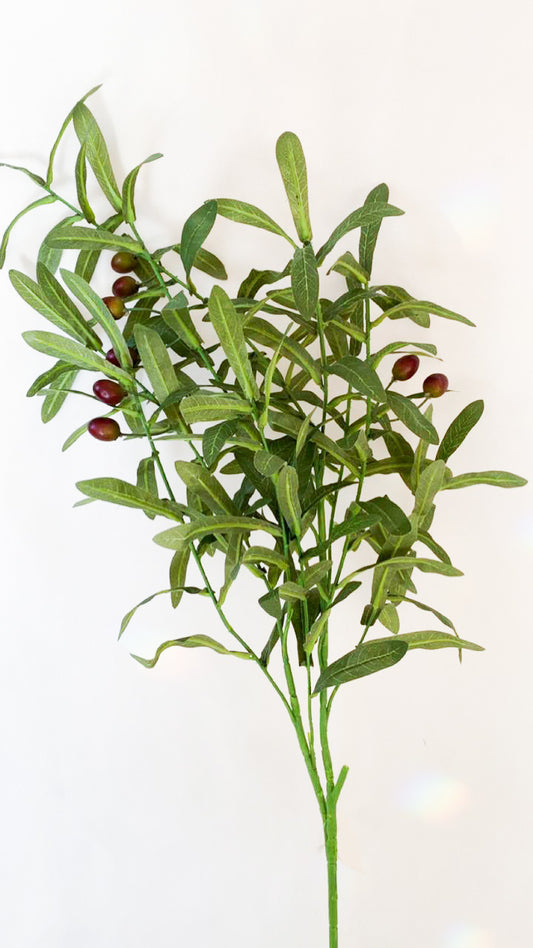 Olive Branch.