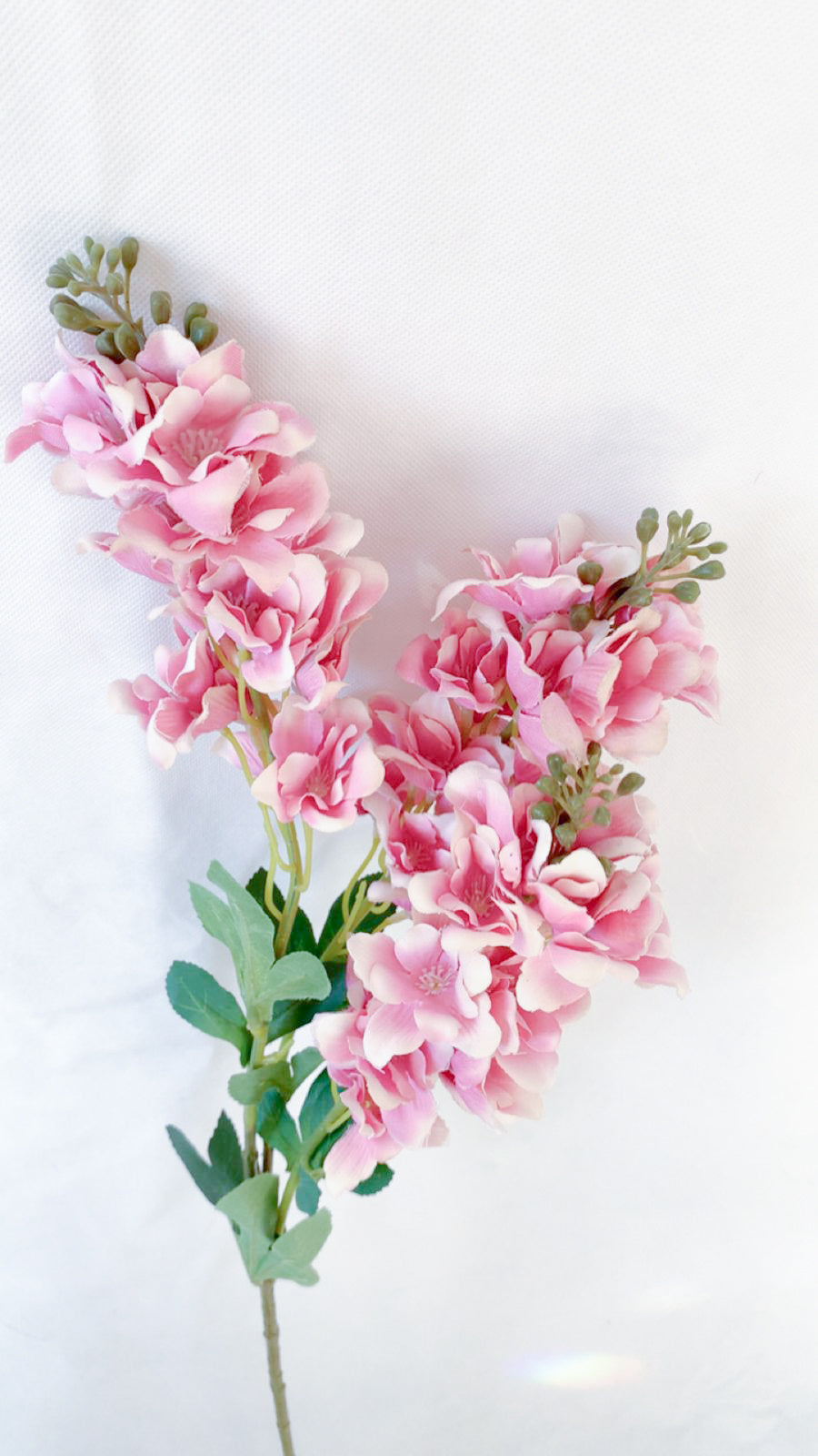 Gladiolus flower stem - 2 Shades