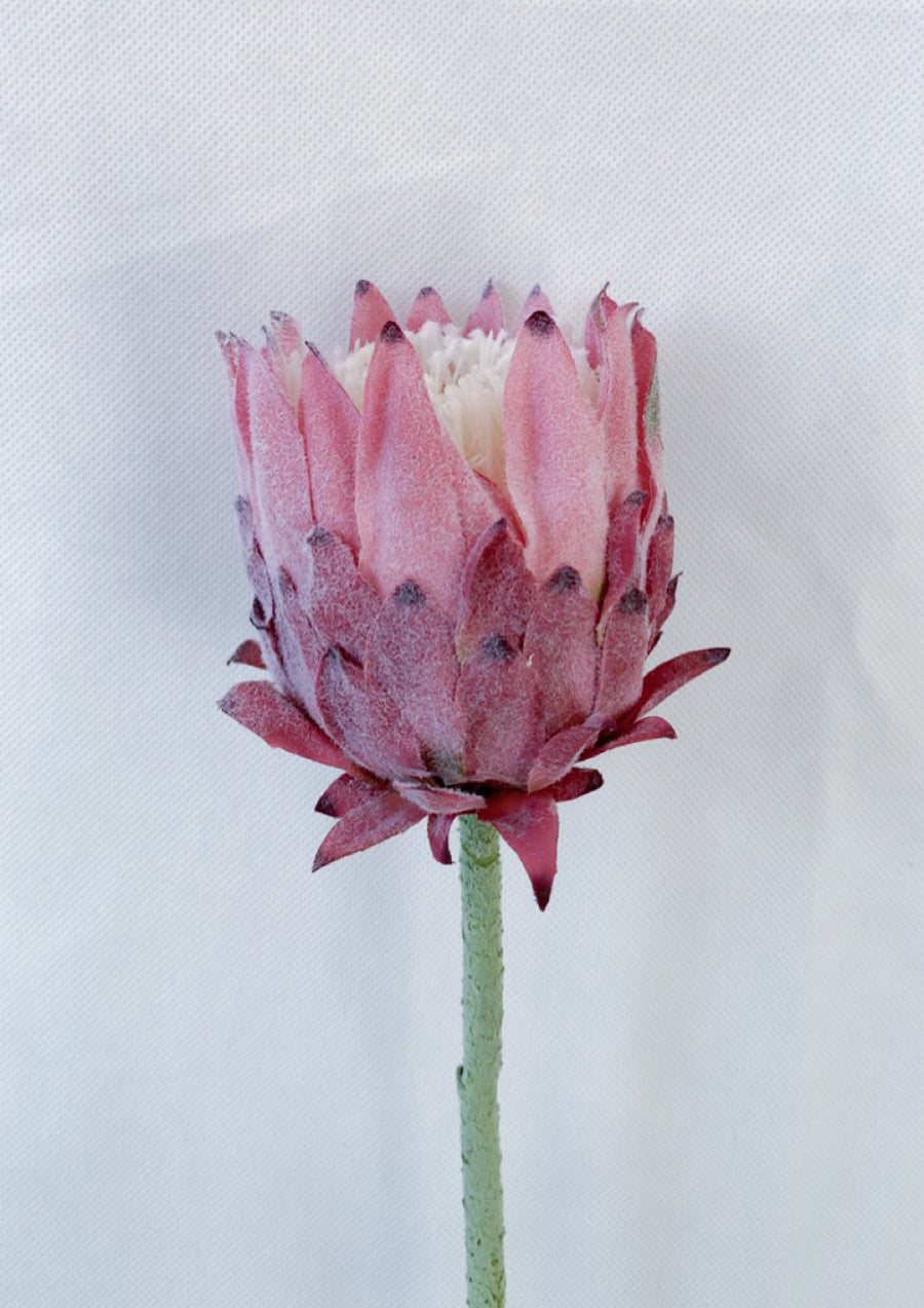 Artichoke rose - Colors
