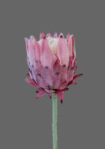 Load image into Gallery viewer, Artichoke rose - Colors

