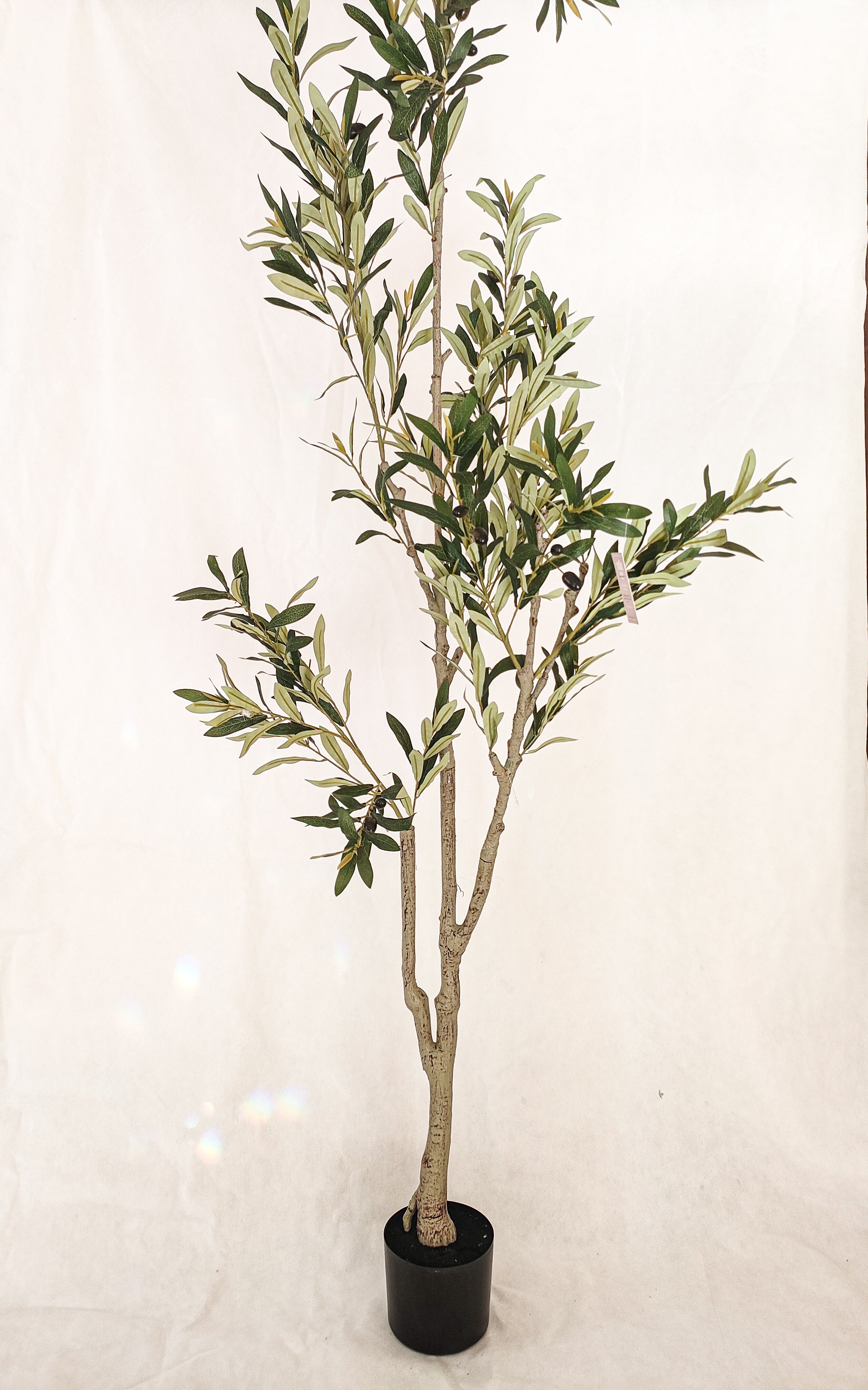 Olive -Tree