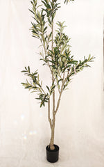 Load image into Gallery viewer, Olive -Tree

